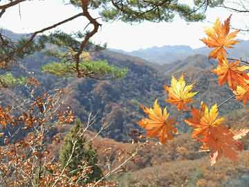 今晚特马码，揭秘彩票背后的数字魔法今晚特马码120期